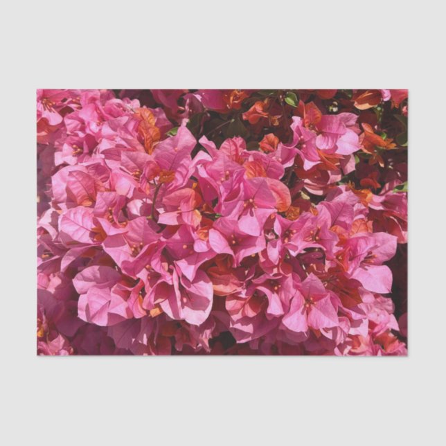 Bougainvillea Pink Tropical Vining Shrub Foto Seidenpapier (Vorderseite)