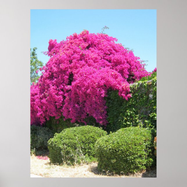 Bougainvillea Poster (Vorne)