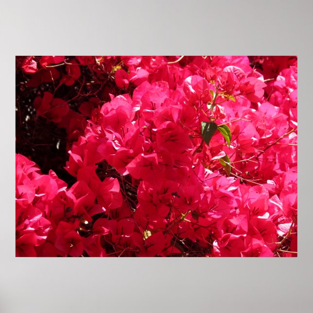 Bougainvillea Poster (Vorne)