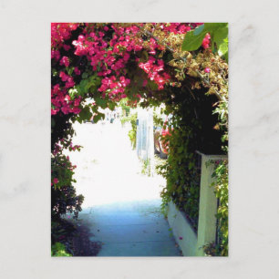 Bougainvillea Postkarte