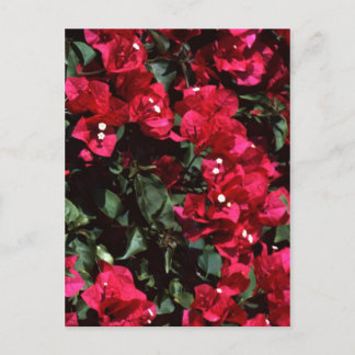 Bougainvillea Postkarte