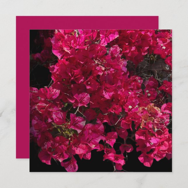 Bougainvillea Red Tropical Vining Shrub Foto Karte (Vorne/Hinten)