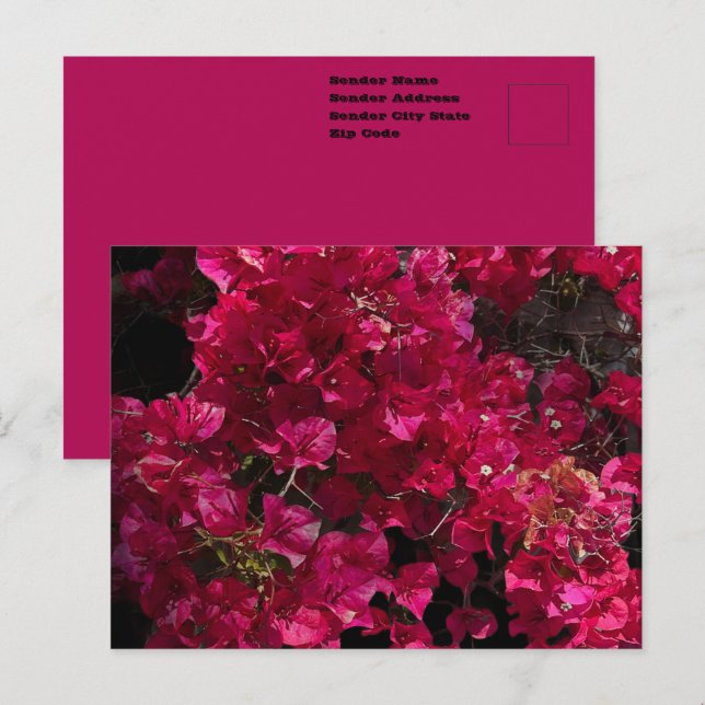 Bougainvillea Red Tropical Vining Shrub Foto Postkarte (Vorne/Hinten)