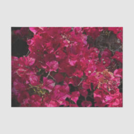 Bougainvillea Red Tropical Vining Shrub Foto Seidenpapier