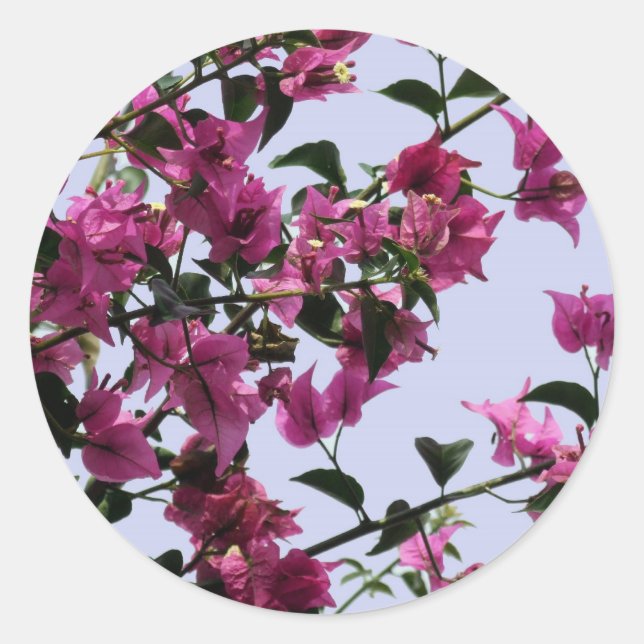 Bougainvillea Stickers (Vorderseite)