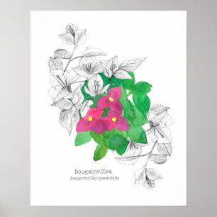 Bougainvillea Tropische Blume Sprache der Blume Poster