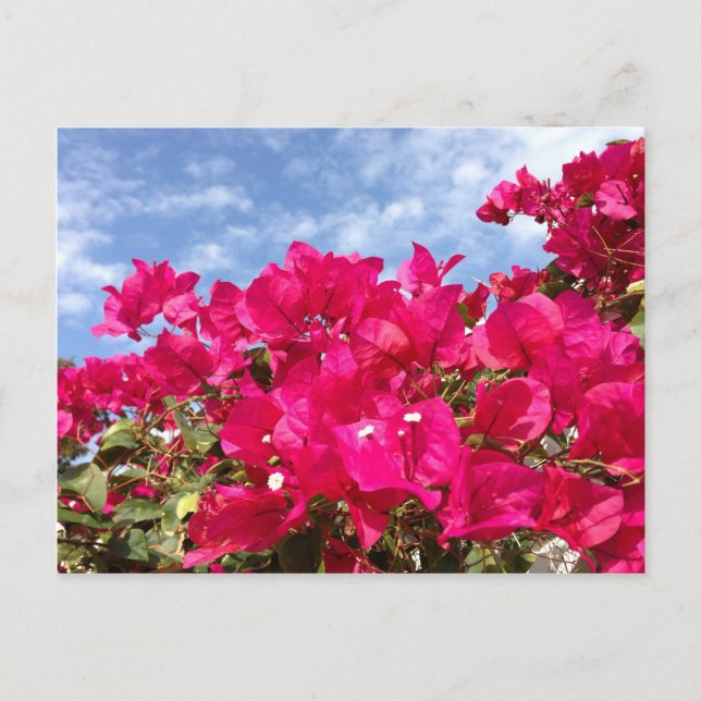 Bougainvillea und Beautiful Blue Sky Postkarte (Vorderseite)