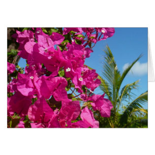 Bougainvillea und Palmen Tropische Natur