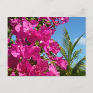 Bougainvillea und Palmen Tropische Natur Postkarte