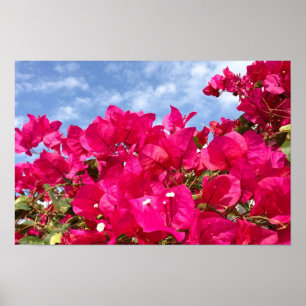 Bougainvillea und wunderschöner blauer Himmel Poster