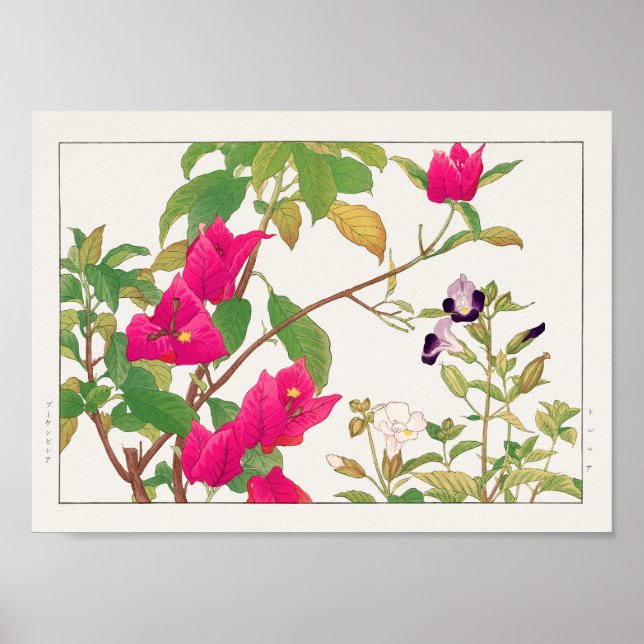 Bougainvillea, Wishbone-Blume von Tanigami Konan Poster (Vorne)