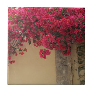 Bougainvilleas an einem rustikalen Gebäude in Grie Fliese
