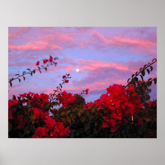 Bougainvilleas und Vollmond bei Sonnenuntergang Poster (Vorne)