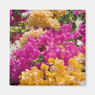 Bouganvilleau, Cayman Brac, Cayman Islands, Magnet