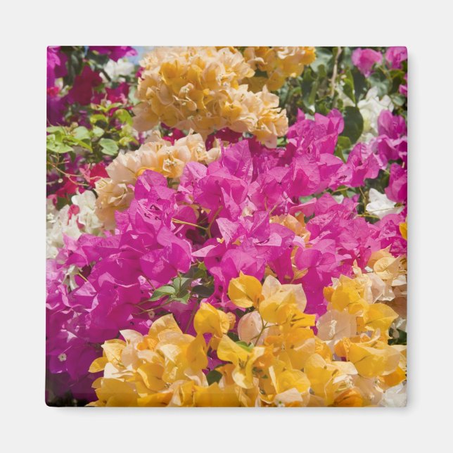 Bouganvilleau, Cayman Brac, Cayman Islands, Magnet (Vorne)