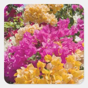 Bouganvilleau, Cayman Brac, Cayman Islands, Quadratischer Aufkleber