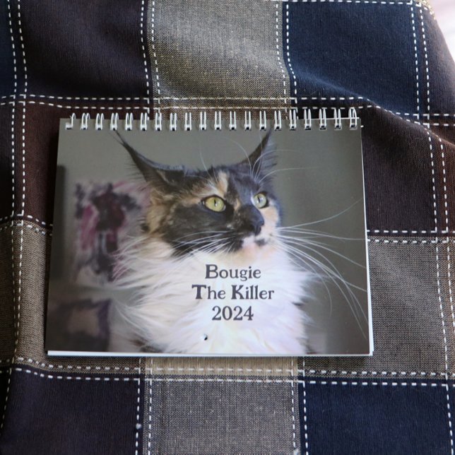 Bougie Dilute Calico Maine Coon Cat Kalender (Von Creator hochgeladen)