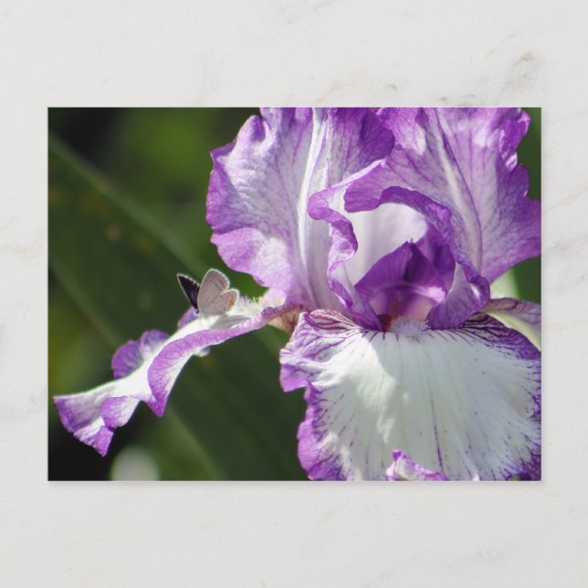 Bountiful Butterfly Iris Fotografie Postkarte (Vorderseite)