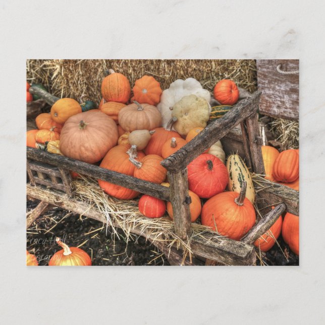 Bounty Pumpkins Postkarte (Vorderseite)