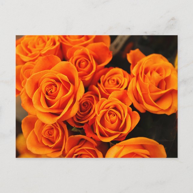 Bouquet blühender orangefarbener Rose Postkarte (Vorderseite)