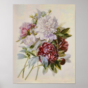 Bouquet of Peonies von Pierre Redoute Poster