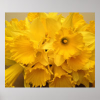 Bouquet von Affodils