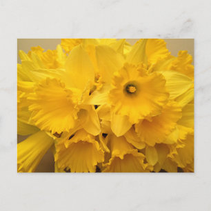 Bouquet von Affodils Postkarte