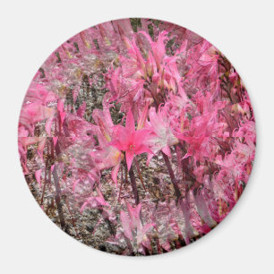 Bouquet von Amaryllis...... Magnet