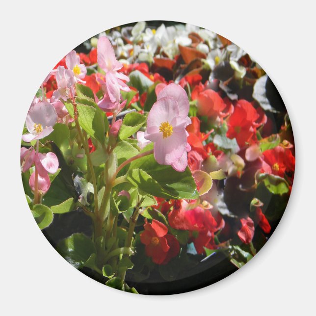 Bouquet von Begonias... Magnet (Vorne)