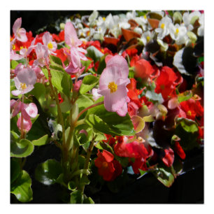 Bouquet von Begonias... Poster