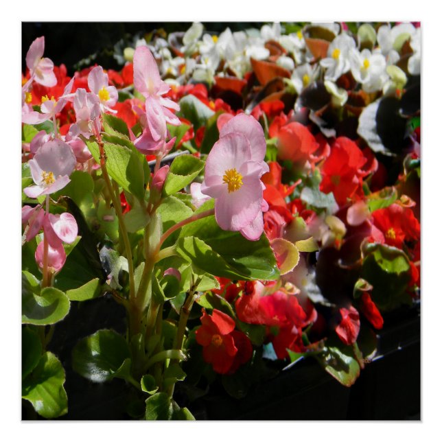 Bouquet von Begonias... Poster (Vorderseite)