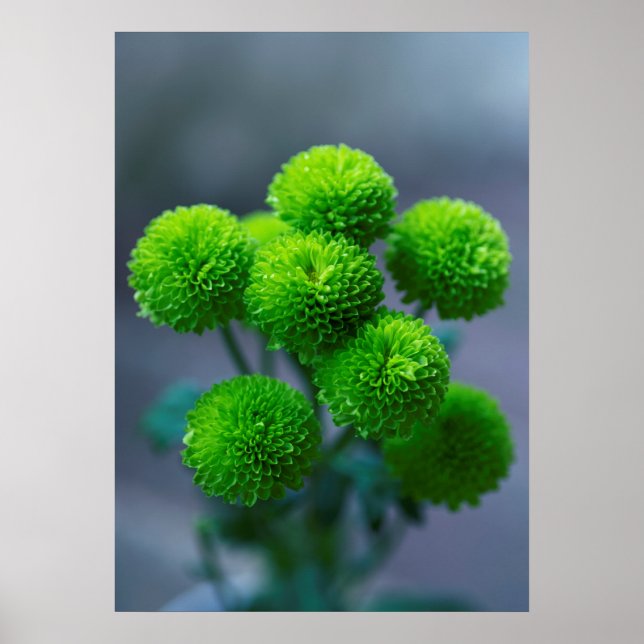 Bouquet von Green Santini Chrysanthemum Blume Poster (Vorne)