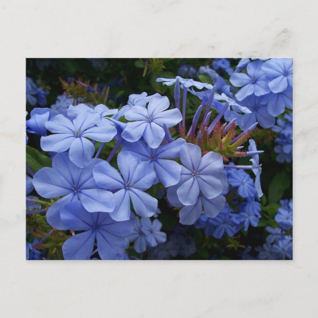 Bouquet von Plumbago Ankündigungspostkarte (Vorderseite)