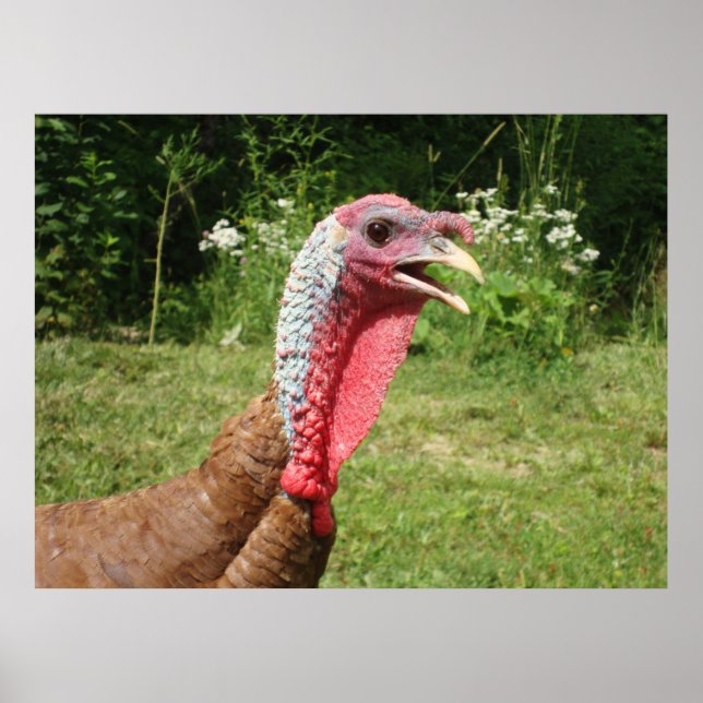 Bourbon Red Turkey Poster (Vorne)