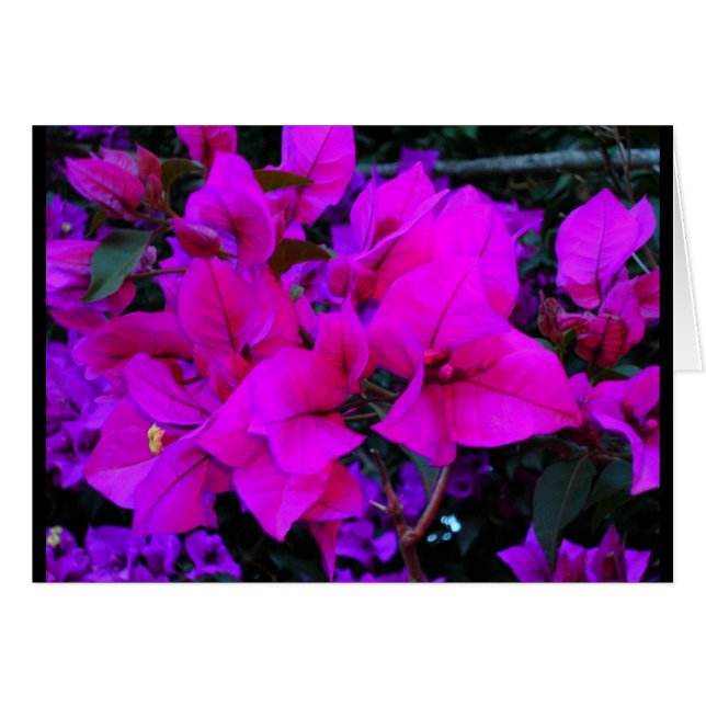 bourgenvilla (Vorderseite (Horizontal))