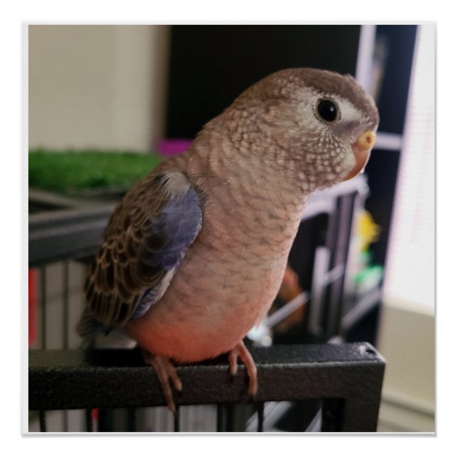 Bourkes Parakeet Glossy Poster (Vorderseite)