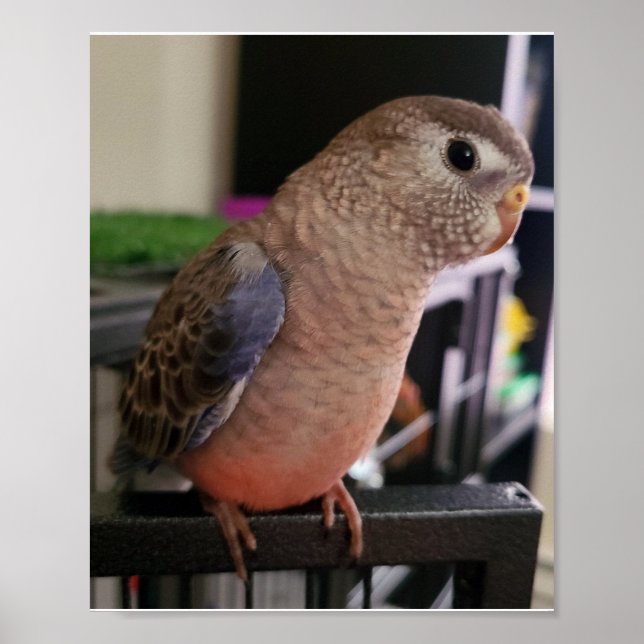 Bourkes Parakeet Poster (Vorne)
