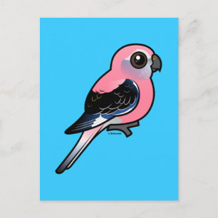 Bourke's Parakeet Postkarte
