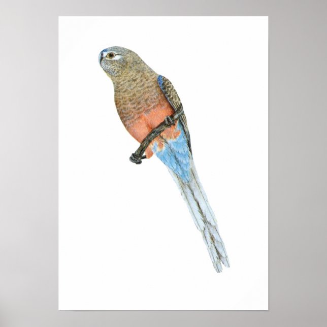 Bourke's Parrot - Neophema bourkii Poster (Vorne)