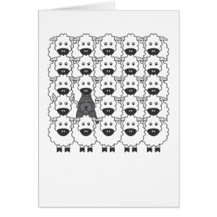 Bouvier in den Schafen