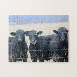 Bovine bystanders puzzle