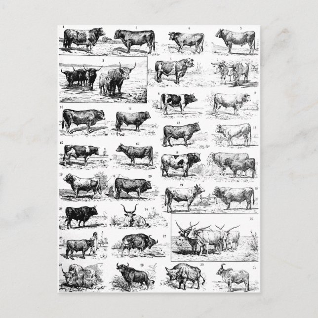 Bovine Chart Postkarte (Vorderseite)