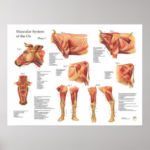 Bovine Cow Muscle Anatomie Poster
