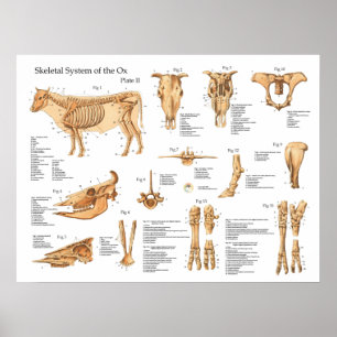 Bovine Cow Skeletal Anatomie Poster