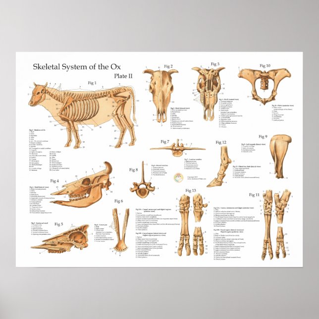 Bovine Cow Skeletal Anatomie Poster (Vorne)