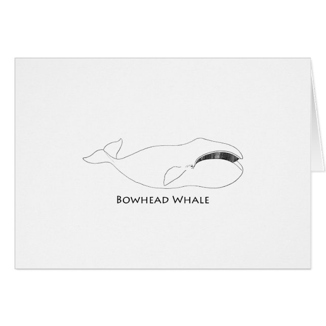 Bowhead-Wal (Linie Kunstillustration) (Vorderseite (Horizontal))