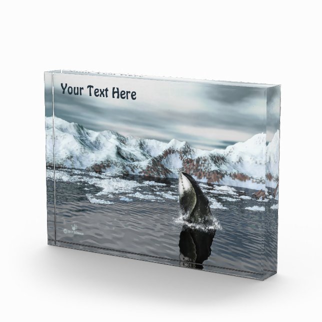 Bowhead Whale Fotoblock (Rechts)