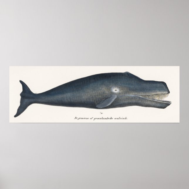 Bowhead Whale Lithograph Poster (Vorne)