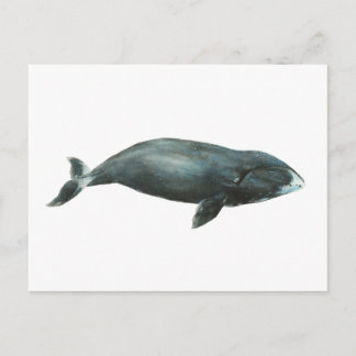 Bowhead Whale Watercolor illustration Postkarte