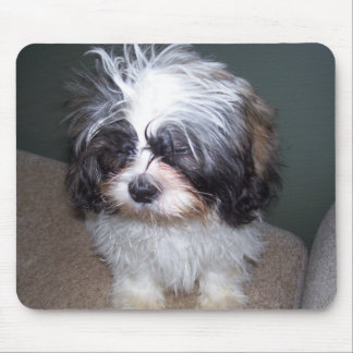 Bowie der flockige Welpe 2 Mousepad Shih Tzu